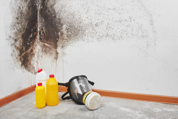Best HVAC Mold Remediation in Rockford, IL