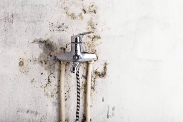 Best Commercial Mold Remediation in Rockford, IL