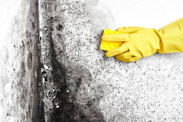 Best Basement Mold Remediation in Rockford, IL