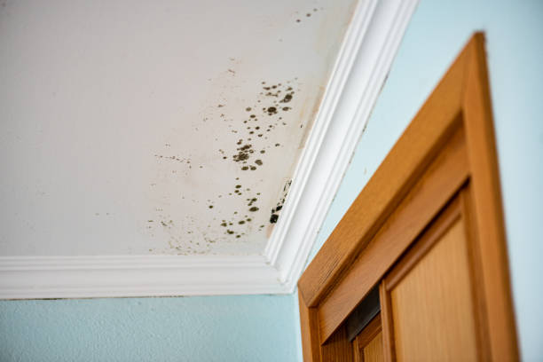Best Insurance-Related Mold Remediation in Rockford, IL