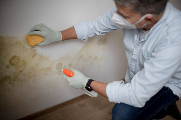 Best Bathroom Mold Remediation in Rockford, IL