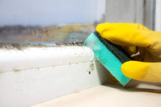 Best Emergency Mold Remediation in Rockford, IL
