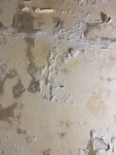 Best Health and Safety Mold Remediation in Rockford, IL