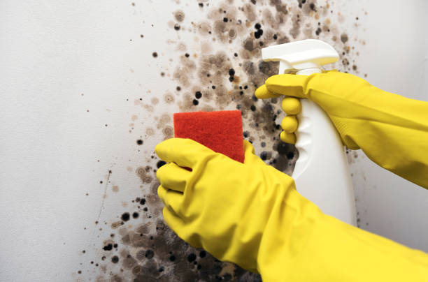 Best Black Mold Remediation in Rockford, IL