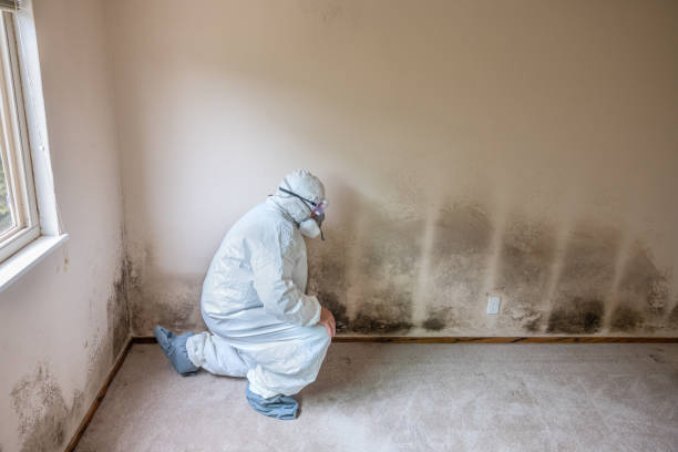 Best Basement Mold Remediation in Rockford, IL