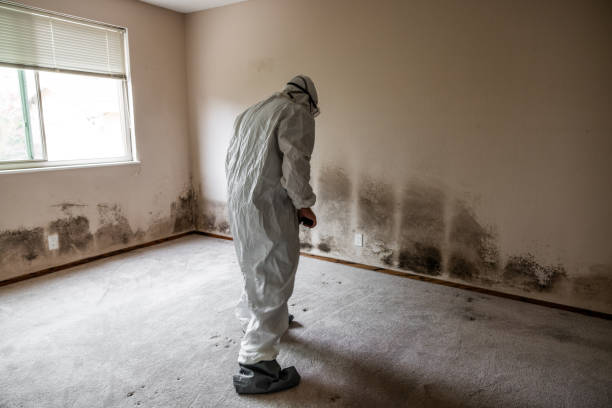 Best Bathroom Mold Remediation in Rockford, IL