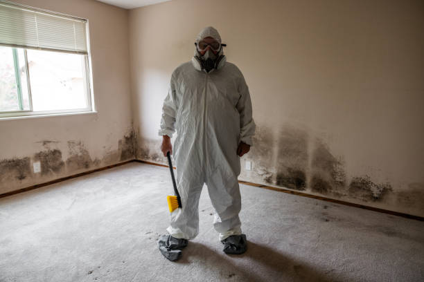 Best Attic Mold Remediation in Rockford, IL