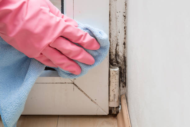 Best Mold Testing and Inspection Services in Rockford, IL
