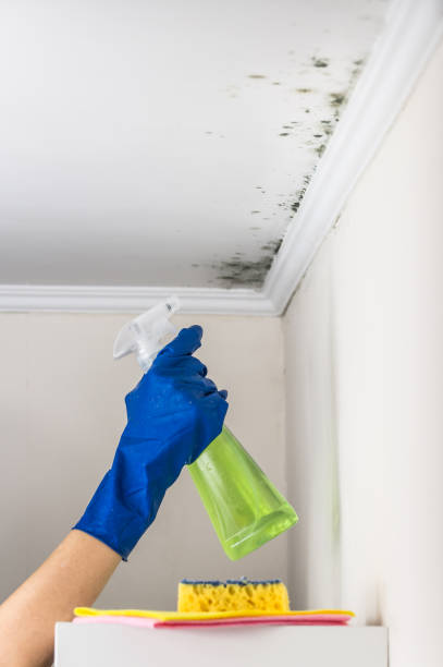 Best Post-Flood Mold Remediation in Rockford, IL